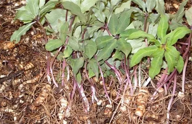 在实现人工种植以前,滇重楼全部来自野生.