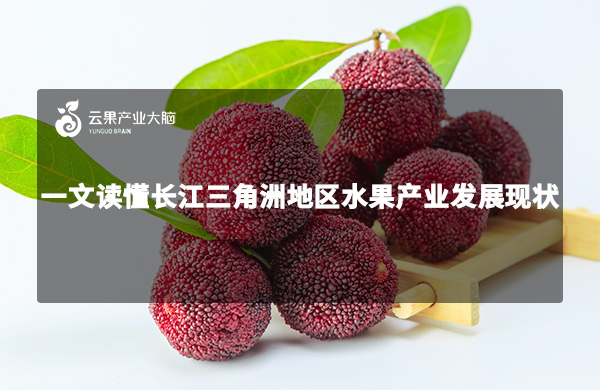 《云果：一文读懂长江三角洲地区水果产业发展现状》