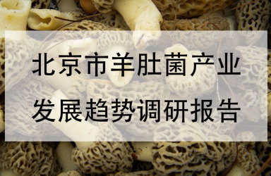 《北京市羊肚菌产业发展趋势调研报告》