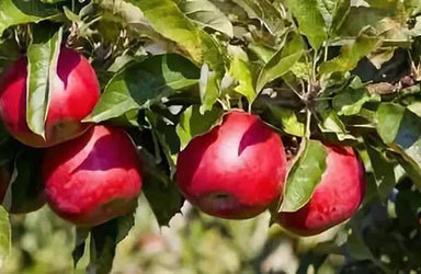 国家级农业气象服务首增苹果项
