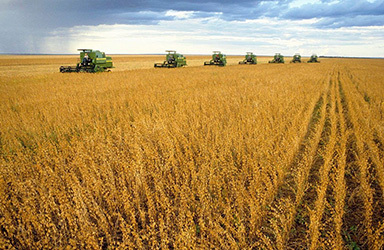 全国大豆种植面积预计超1.3亿亩