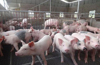 促生猪生产，各地出台了这些政策
