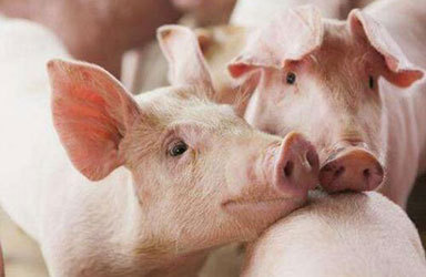 生猪生产呈现明显恢复势头，分区防控不会推动猪价上涨
