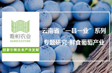 《唯恒农业：云南省“一县一业”系列专题研究-鲜食葡萄产业》