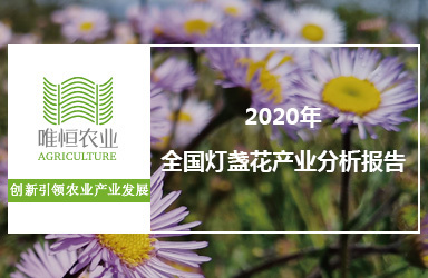 《唯恒农业：2020年全国灯盏花产业分析报告》