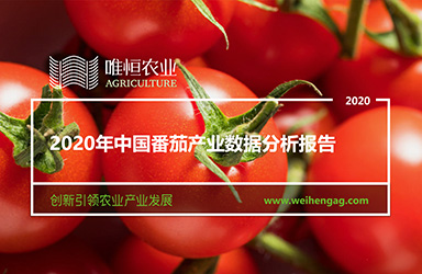 《唯恒农业：2020年中国番茄产业数据分析报告》