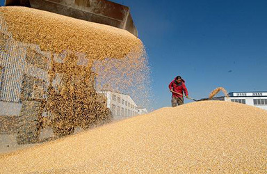 去年我国粮食市场化收购比重达98%—实现更高层次粮食供需动态平衡