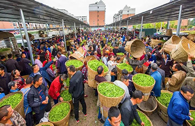 中国茶叶批发市场经营情况调研报告