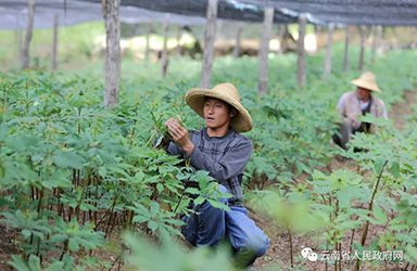 云南将打造“十大云药”品牌，助推我省中药材产业发展再上新台阶