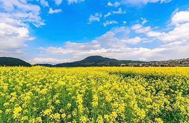 湖南省油菜种植面积连续6年居中国第一