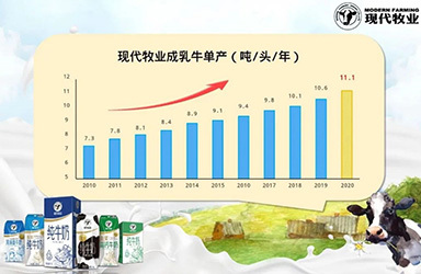 现代牧业：2020年净利润7.84亿 同比增长124%