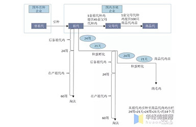 白羽肉鸡行业发展现状和前景分析，未来行业存在巨大发展潜力