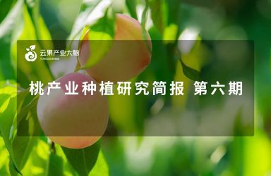 《云果：桃产业种植研究简报系列 第六期——中国桃贸易情况简报》