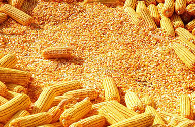预计2022年国内玉米市场：供需偏紧支撑 高位震荡运行