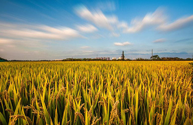 农业农村部：12月份稻米供需形势分析月报