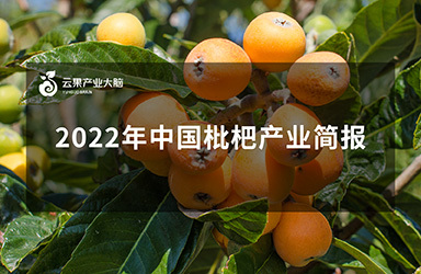  《云果：2022年中國枇杷產業簡報》