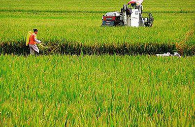 《中国农业产业发展报告2022》发布：中国农业生产继续向好 粮食总产量将超过去年