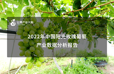 《云果：2022年中国阳光玫瑰葡萄产业数据分析报告》