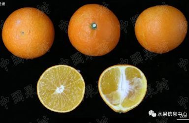 《中国柑橘发展史及趋势》