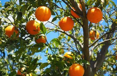 全球柑橘產量1.585億噸，中國產量居榜首