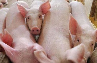统计局：2022年全国生猪出栏69995万头，增长4.3%