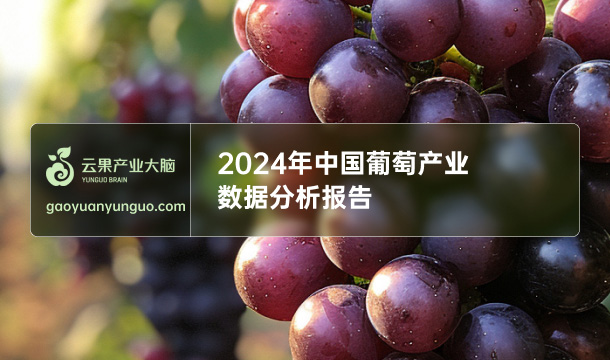 《云果：2024年中国葡萄产业数据分析报告》
