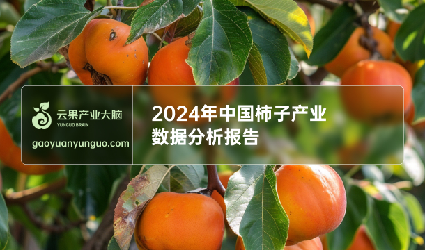 《云果：2024年中国柿子产业数据分析报告》